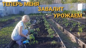 ВЫСАДИЛА ВСЮ РАССАДУ/ ДАЧНЫЕ БУДНИ ИЛИ КАК ВСЕ УСПЕТЬ