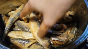 САЛАКА В ДУХОВКЕ - БЫСТРЫЙ РЕЦЕПТ! С ЛИМОНЧИКОМ ПОЙДЕТ ЗА МИЛУЮ ДУШУ!!!