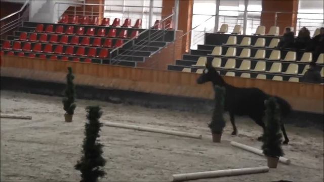 Nr.4 Stute v. Cornet Obolensky - Godolphin *2014 смотреть онлайн