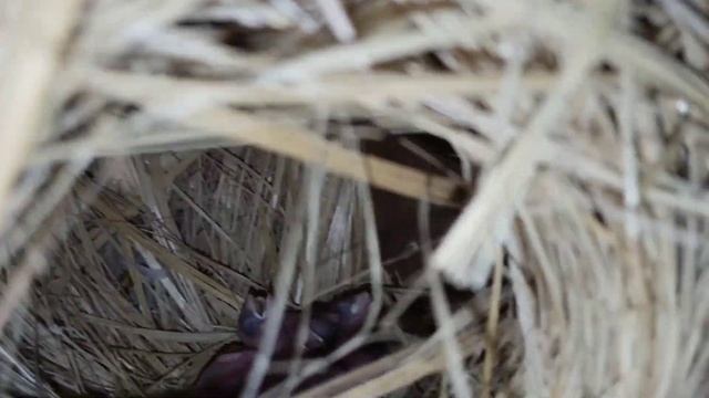 Java breeding progress ??? смотреть онлайн