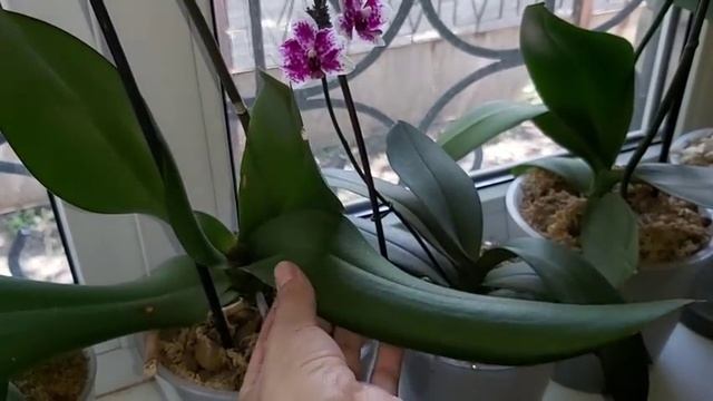 Обзор ГРЯЗНЫХ ОРХИДЕЙ на конец ИЮЛЯ, летнее цветение/ показываю все свои ГРЯЗНЫЕ цветы смотреть онлайн