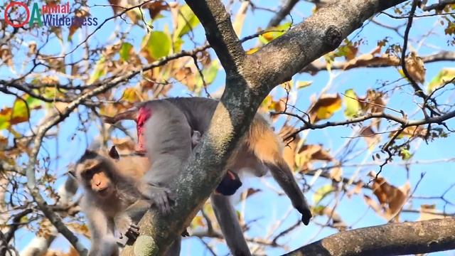 Story Sad,Mix Clip Video Poor Life Of Newborn After Gave Birth Till Death By Bad Mom Drop From Tree смотреть онлайн