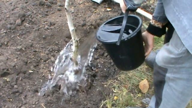 Пересадка грецкого ореха.Посадка ореха