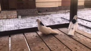 Чистопольские высоколетные голуби