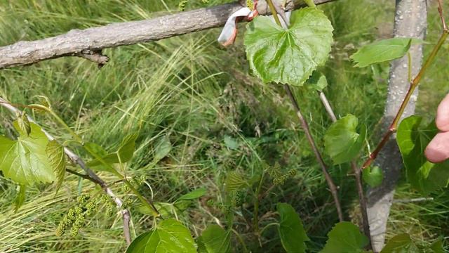 Виноград Подвой Крымский эксперимент с урожаем! смотреть онлайн