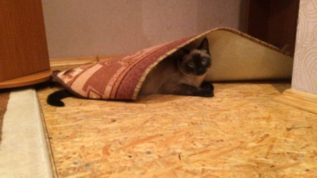Игривый кот Сеня! смотреть онлайн
