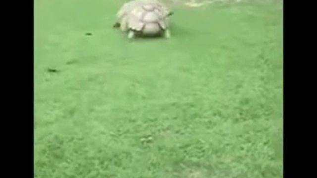 Надо иметь друзей!!!И всегда прощать!!!🐼🐱🐶🐢 смотреть онлайн