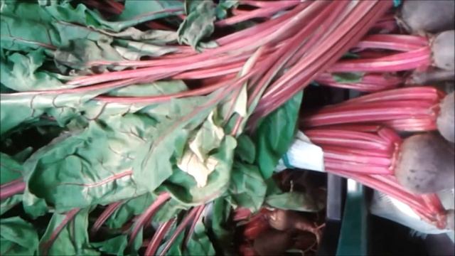 botwinka, мангольд, Mangold, Chard, beet, Rübe, свекла, burak, смотреть онлайн