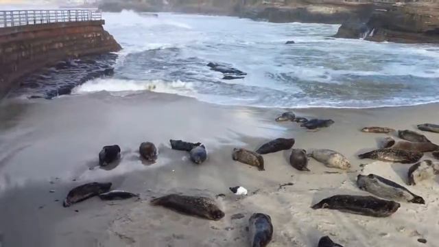 San Diego, La Jolla, посреди волн, США вид на океан смотреть онлайн