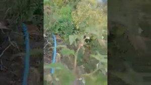 Малина Самохвал, Васёна , сезон 2022г