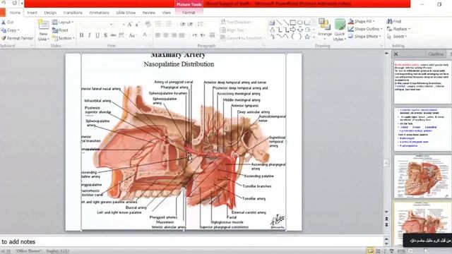 16. Blood Supply of Teeth | Anatomy THEORY смотреть онлайн