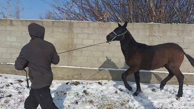 Кулун сатылат дареги Бишкек Тел:+996 755 175 565 Бою 1,43 + см баасы 130 мин. смотреть онлайн