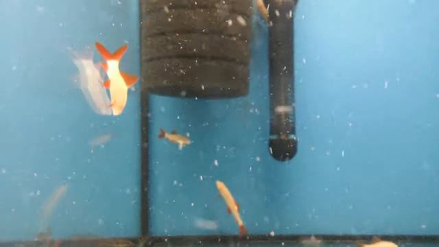 labeo albinos Epalzeorhynchos Frenatum grubowarg albinos смотреть онлайн