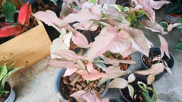 แยกออกไหมระหว่สงออมชมพูกับเงินไหลมาชมพู วันนี้มีคำตอบ #syngonium #ไม้ฟอกอากาศ #ไม้ประดับ #ไม้มงคล смотреть онлайн