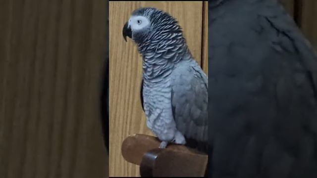 птица нежная и с юмором... смотреть онлайн