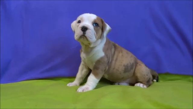 Девочка Американского булли лиловый мерль смотреть онлайн