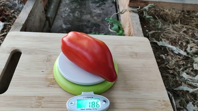 Сорт томата-Паста Нэллы смотреть онлайн