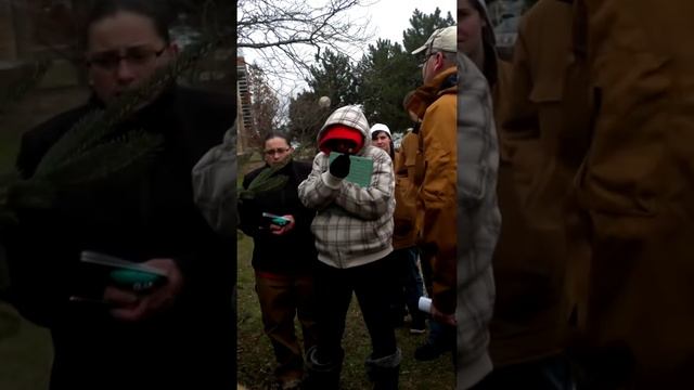 Picea glauca 'Densata' (Black Hills Spruce) смотреть онлайн