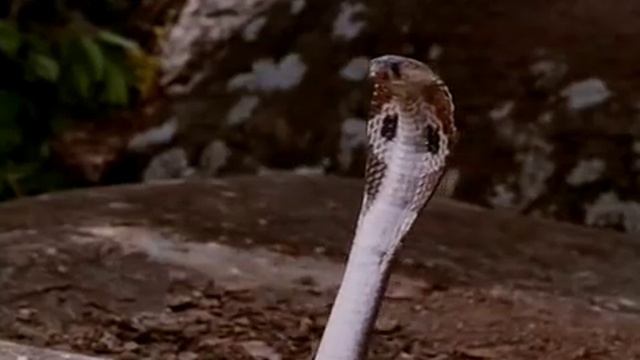 Кървав спорт 3 (1997) Бг аудио смотреть онлайн