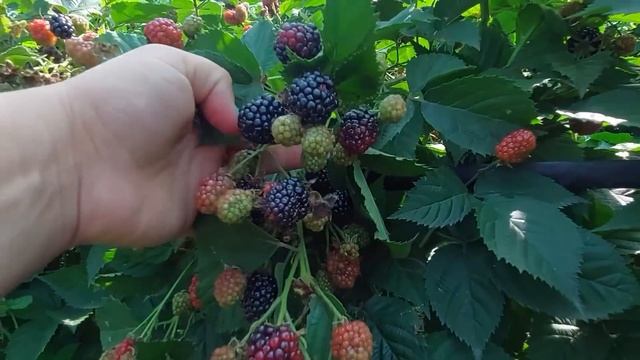 Дожди уничтожили всю спелую ягоду на ежевике смотреть онлайн