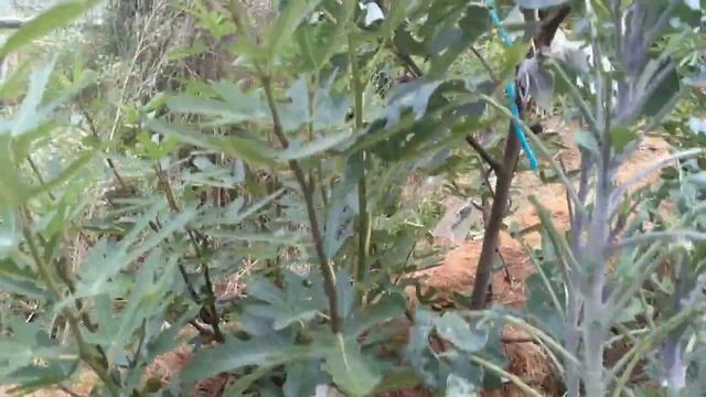 Summer Fig Fruit Abundance Food Forest Farm Mediterranean Greenhouse смотреть онлайн
