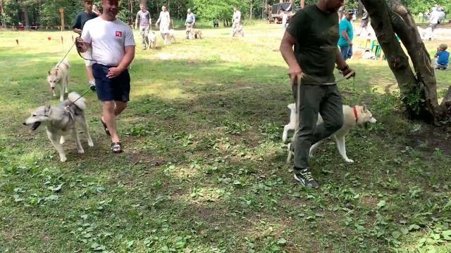 Выставка охотничьих собак г. Пермь смотреть онлайн