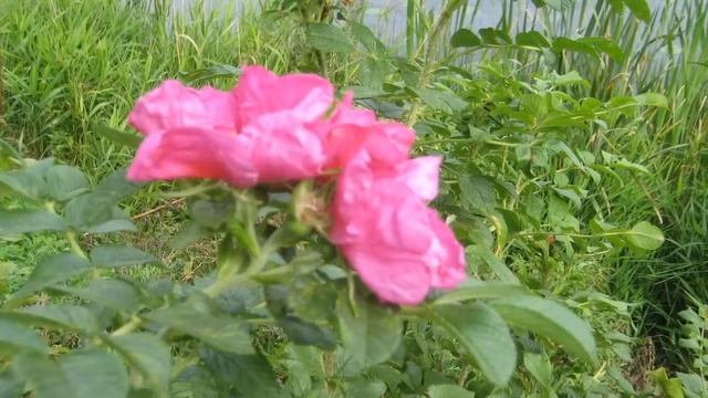 Астму вылечила за полтора месяца смотреть онлайн