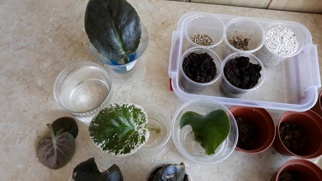 Лист фиалки от покупки до посадки. Безобразие!!! Детки в воде! смотреть онлайн