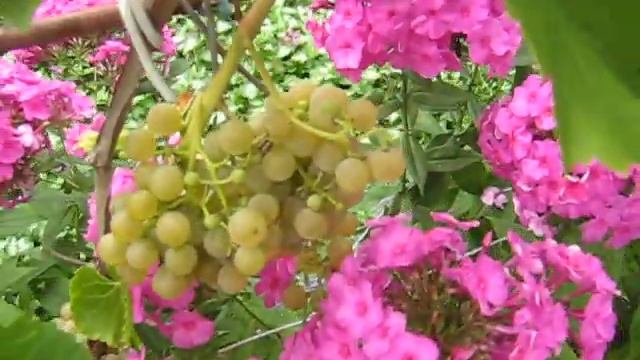 Виноград Сейваль блан (Seyval blanc) 2019 Универсальный технарь смотреть онлайн
