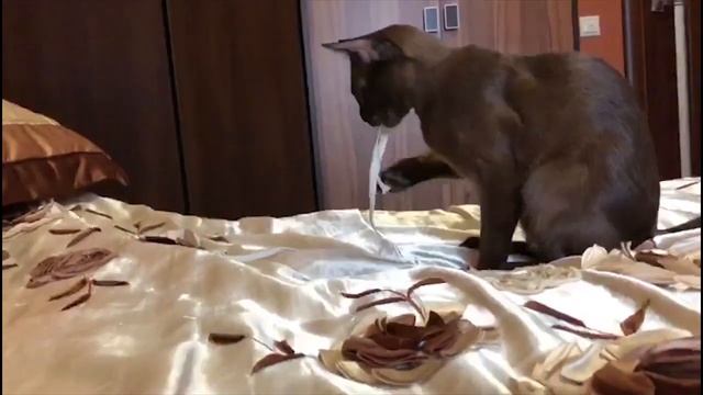 Диана Капучино Кэт Бурманская кошка смотреть онлайн