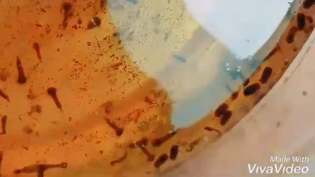 #Насекомые спариваются. #Личинки разных насекомых в воде. смотреть онлайн