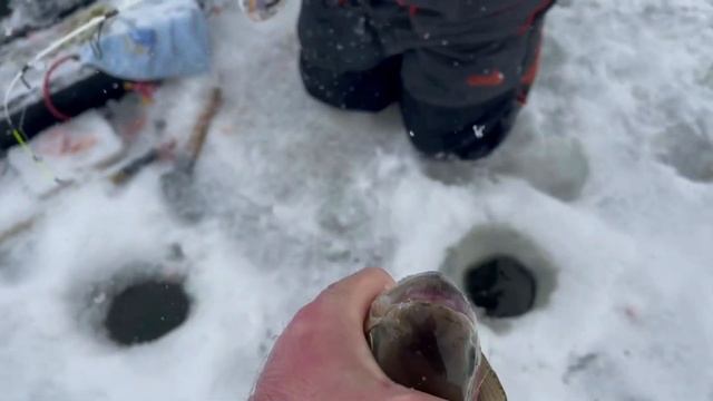 Рыбалка-крутяк?Бомбическая рыбалка со льда на форель в конце сезона?[ловля форели] смотреть онлайн