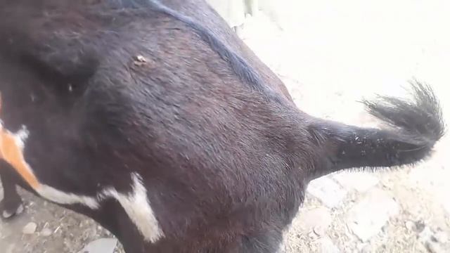 Special Nagri Goat Pakistan (Sold Out)- Mohammad Saddique Contact No 03057053351 (Beetal) смотреть онлайн