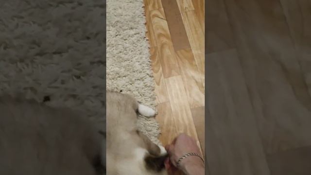 Научил кошку приносить игрушки! смотреть онлайн