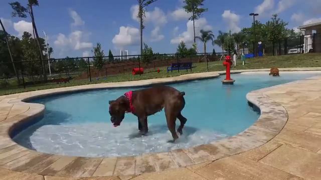 Pup Pool! | Palm Bay Club | Fort Family Investments смотреть онлайн