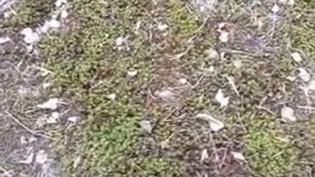 Мох растет на Севере смотреть онлайн