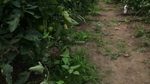 Опыление томатов в теплице ! 100 % завязь