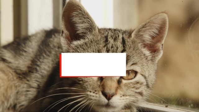 Топ 50 Интересных Фактов О Котах | Удивительные Факты смотреть онлайн