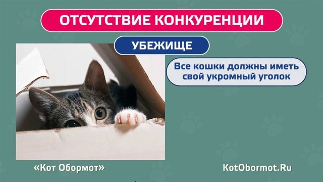 Как подружить кошек – советы владельцам смотреть онлайн