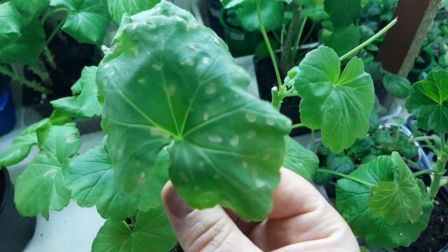 Пятна на листьях пеларгонии/ чтобы это значило? смотреть онлайн