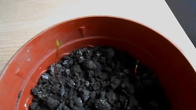 ЛАВР из семян взошёл. Первые всходы. смотреть онлайн