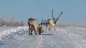 Якутские Олени. Редкое Видео. Дикая Природа