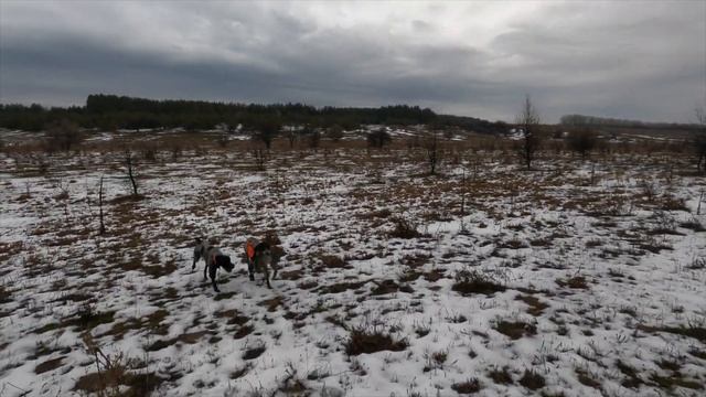 Охота 2021: Охота на зайца с Дратхааром и Курцхааром смотреть онлайн