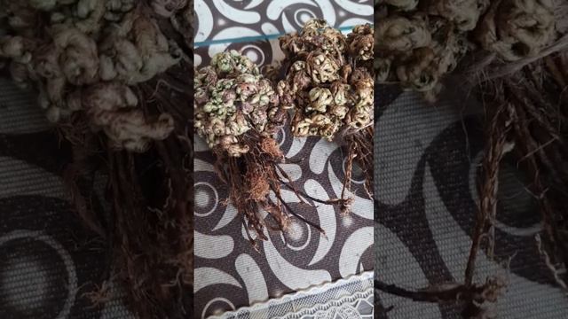 #selaginella resurrection #sanjeevani booti Plant, #Pteridophyte #subscribe #botany смотреть онлайн
