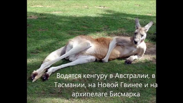 Доклад  про  кенгуру