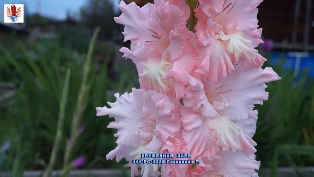 Гладиолусы 18 mirgladiolus ru селекция Лазаревич Тамары смотреть онлайн