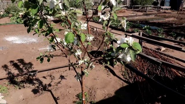 Спаржа под ногами| Меня припахали| Шашлык| Жалоба на авторские права| Аналитика моего канала