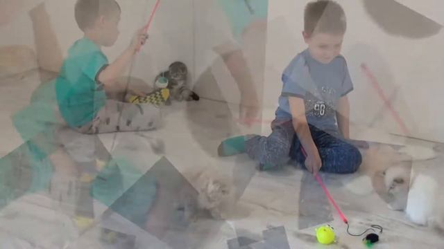 Шотландские котята смотреть онлайн