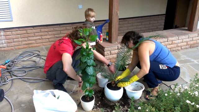 Яна, Максим и Леша пересаживают вазоны смотреть онлайн