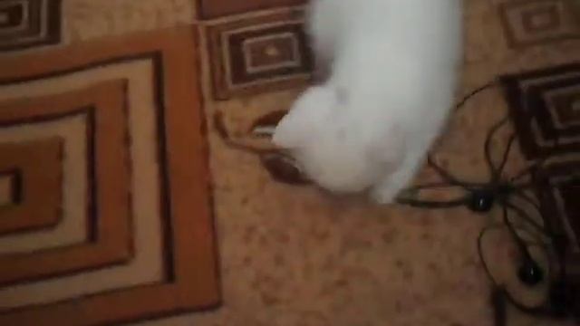 КОТ vs НАУШНИКИ смотреть онлайн